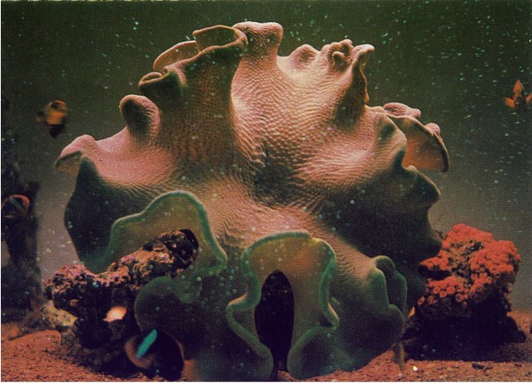 Beautiful species of soft coral, Great Barrier Reef. Postcard produced by G K Bolton, printers of Cairns. Circa 1950-60s. Collection of Mandy B.