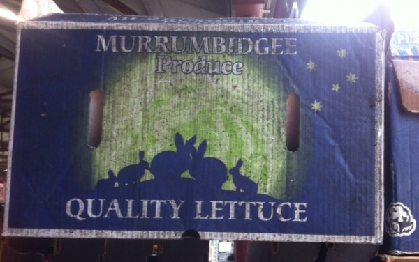 Lettuce so delicious that the rabbits eat it.